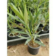 Leander Provance (5)