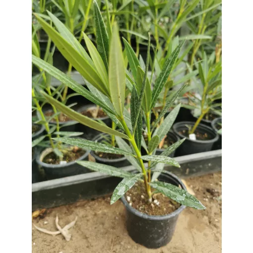 Leander Provance (5)