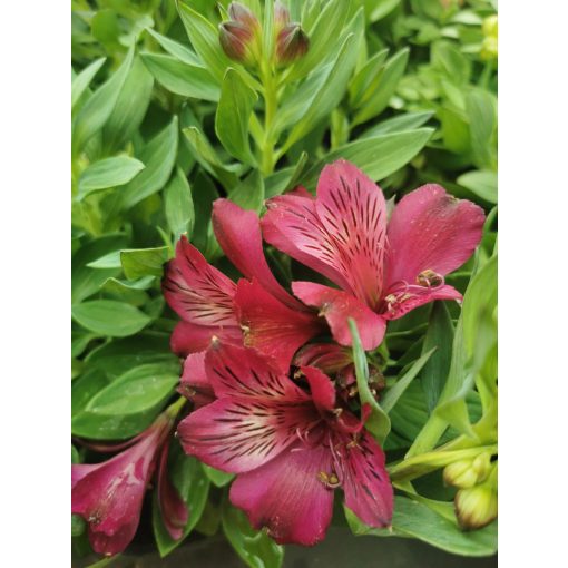 Alstroemeria sp. 2 - Inkaliliom
