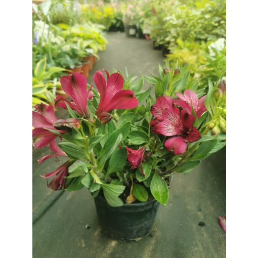 Alstroemeria sp. 2 - Inkaliliom