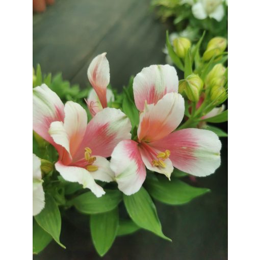 Alstroemeria sp. 4 - Inkaliliom