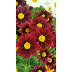 Coreopsis Lil Bang Red Elf - Menyecskeszem