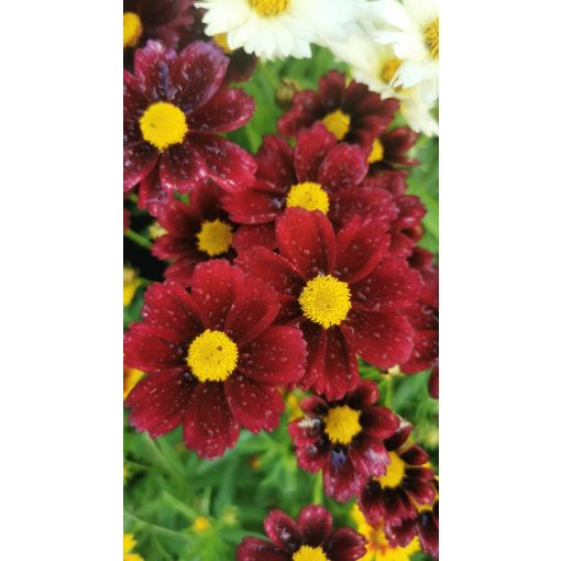 Coreopsis Lil Bang Red Elf - Menyecskeszem