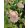 Achillea millefolium Desert Eve Deep Rose - Cickafark