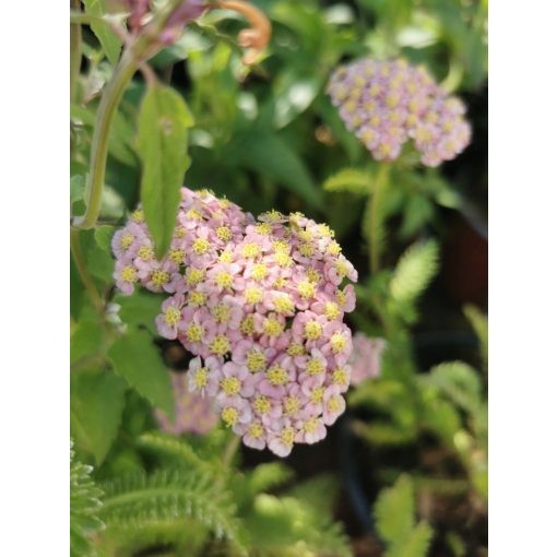 Achillea millefolium Desert Eve Deep Rose - Cickafark