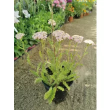 Achillea millefolium Desert Eve Deep Rose - Közönséges cickafark