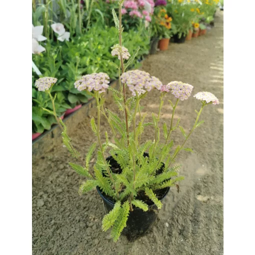 Achillea millefolium Desert Eve Deep Rose - Közönséges cickafark