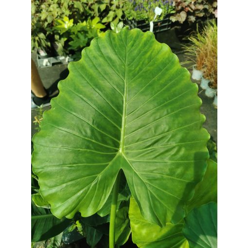 Alocasia gagaena