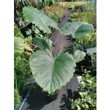 Alocasia gagaena