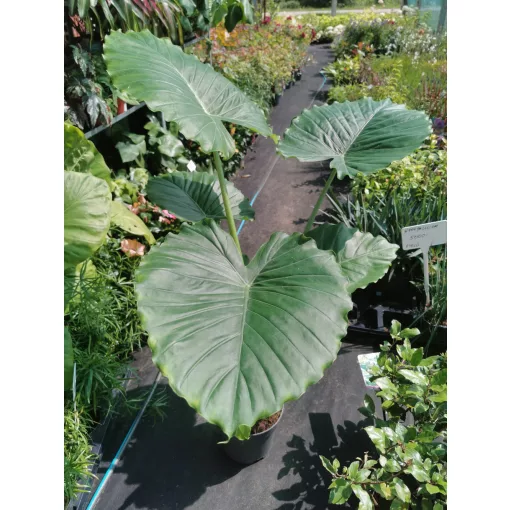 Alocasia gagaena