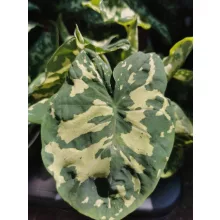 Caladium Praetermissum Hilo Beauty (syn. Alocasia Hilo Beauty)