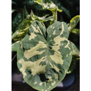   Caladium Praetermissum Hilo Beauty (syn. Alocasia Hilo Beauty)