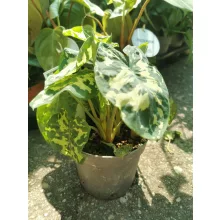 Caladium Praetermissum Hilo Beauty (syn. Alocasia Hilo Beauty)