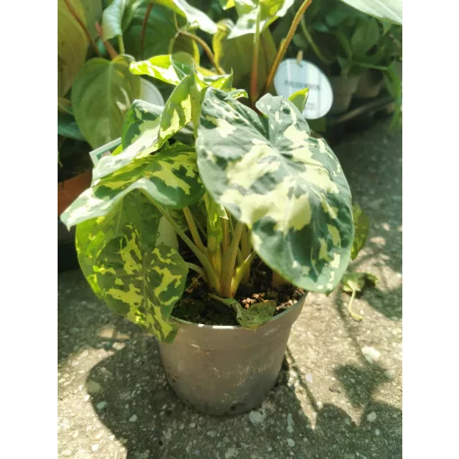 Caladium Praetermissum Hilo Beauty (syn. Alocasia Hilo Beauty)