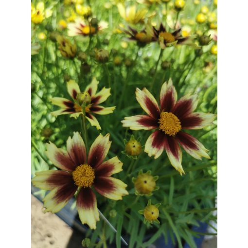 Coreopsis sp. (Yellow-Red) - Menyecskeszem