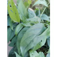 Epipremnum pinnatum Cebu Blue