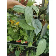 Epipremnum pinnatum Cebu Blue