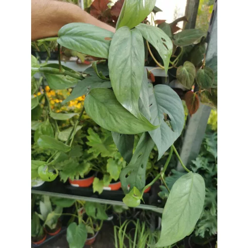 Epipremnum pinnatum Cebu Blue