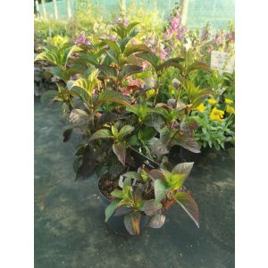 Hydrangea serrata Daredevil - Hegyi hortenzia