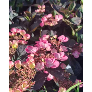 Hydrangea serrata Daredevil - Hegyi hortenzia