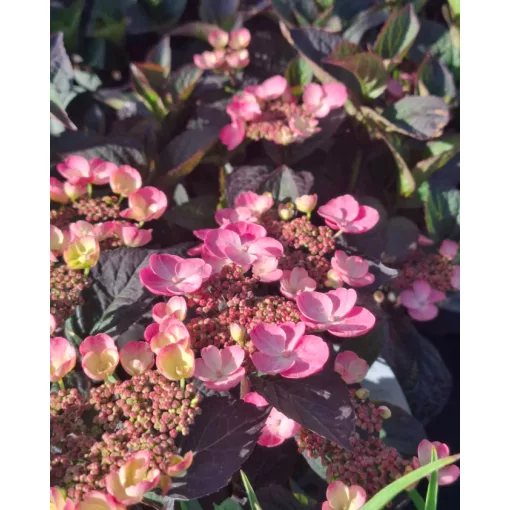 Hydrangea serrata Daredevil - Hegyi hortenzia