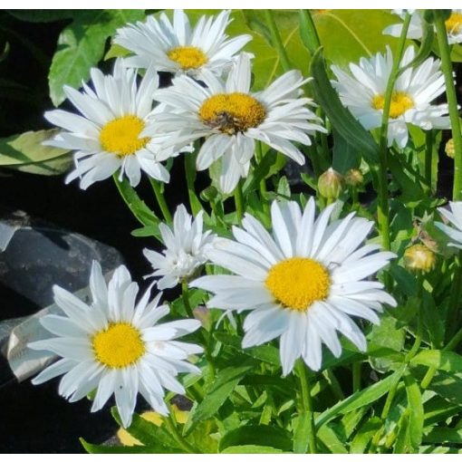 Leucanthemum superbum Snow Lady - Margaréta