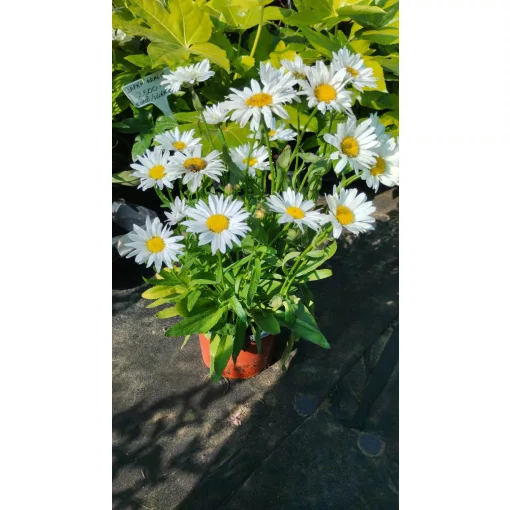 Leucanthemum superbum Snow Lady - Margaréta