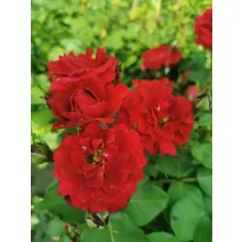 Rosa Floribunda Red - Csokros rózsa