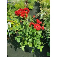 Rosa Floribunda Red - Csokros rózsa