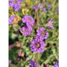 Verbena rigida - Lila verbéna, kékvirágú vasfű