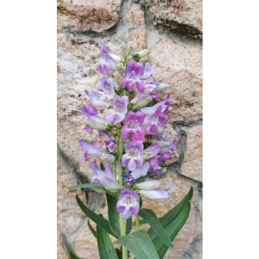 Penstemon barbatus PINACOLAD Violet - Szakállas bugatölcsér