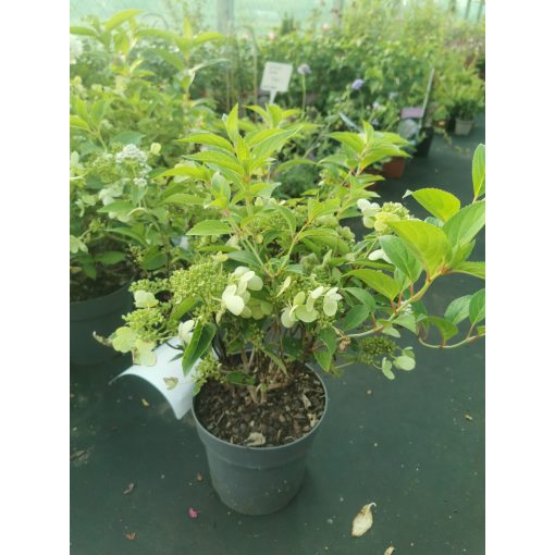 Hydrangea paniculata Prim White - Bugás hortenzia