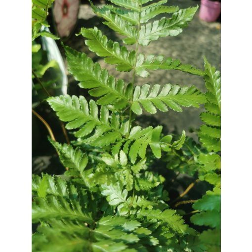 Dryopteris erythrosora Brillance – Japán ernyőpáfrány