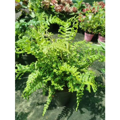 Dryopteris affinis Cristata The King - Pelyvás pajzsika
