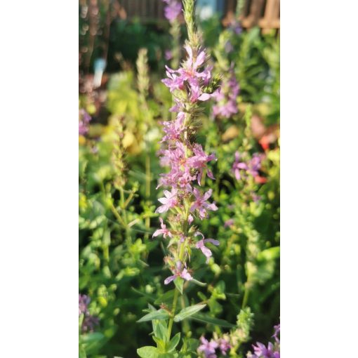 Lythrum salicaria Rosy Gem - Réti füzény