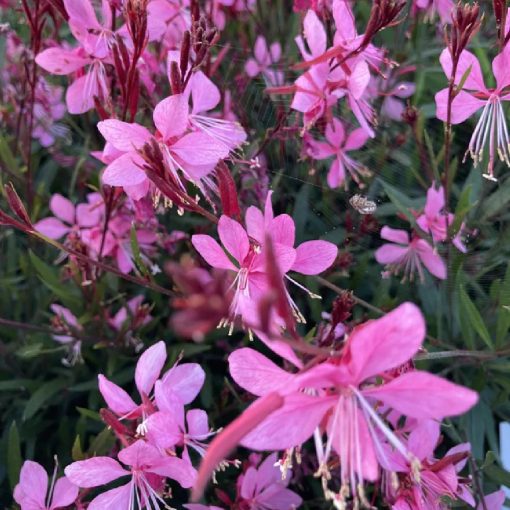 Gaura lindheimeri Tutti Frutti - Díszgyertya