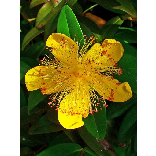 Hypericum calycinum - Örökzöld orbáncfű