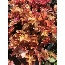 Heuchera Marmalade - Tűzgöngyvirág