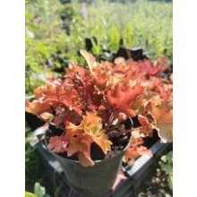Heuchera Marmalade - Tűzgöngyvirág