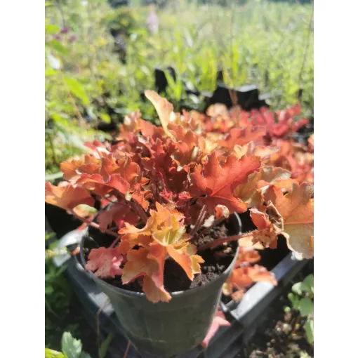 Heuchera Marmalade - Tűzgöngyvirág
