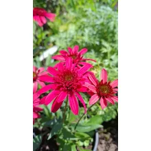 Echinacea purpurea Giddy Pink - Kasvirág (mag)