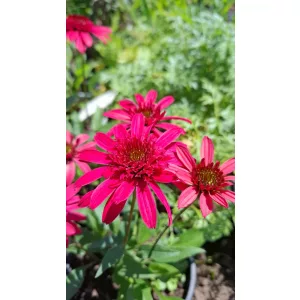Echinacea purpurea Giddy Pink - Kasvirág (mag)