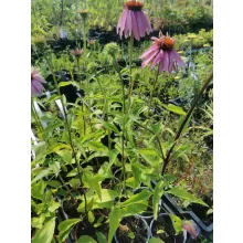 Echinacea purpurea Double Decker - Kasvirág