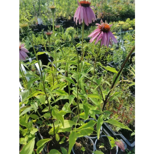 Echinacea purpurea Double Decker - Kasvirág