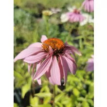 Echinacea purpurea - Kasvirág