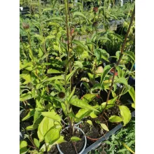 Echinacea purpurea - Kasvirág