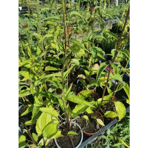 Echinacea purpurea - Kasvirág
