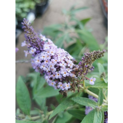 Buddleija davidii sp. - Törpe nyáriorgona (világoskék)