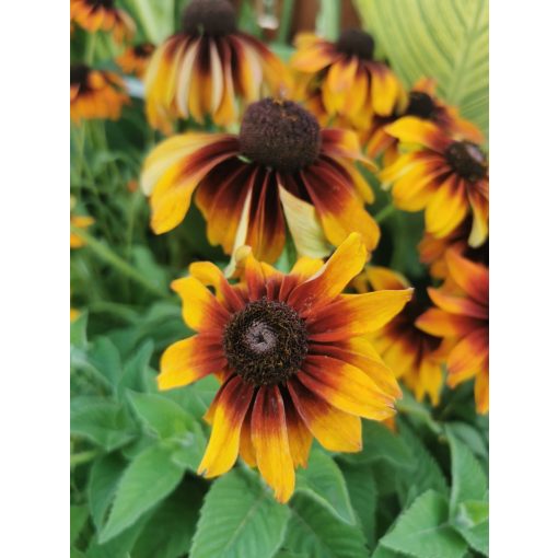 Rudbeckia hirta Cappuccino - Kúpvirág