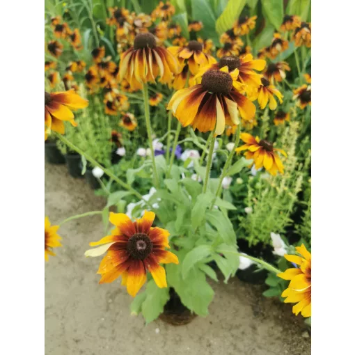 Rudbeckia hirta Cappuccino - Kúpvirág